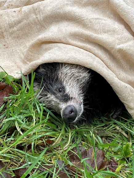 Bryony the badger found at Llys Y Fran Jan 2022-4