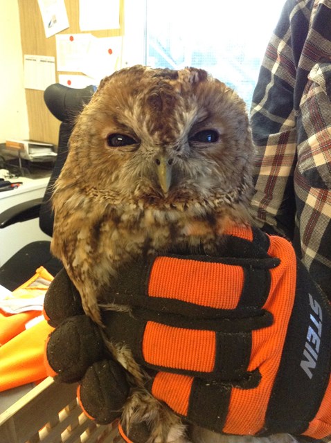 Tony the Tawny-6