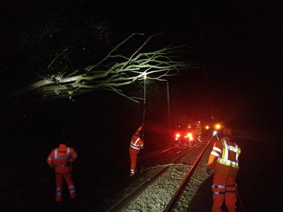 Fallen tree, St Albans