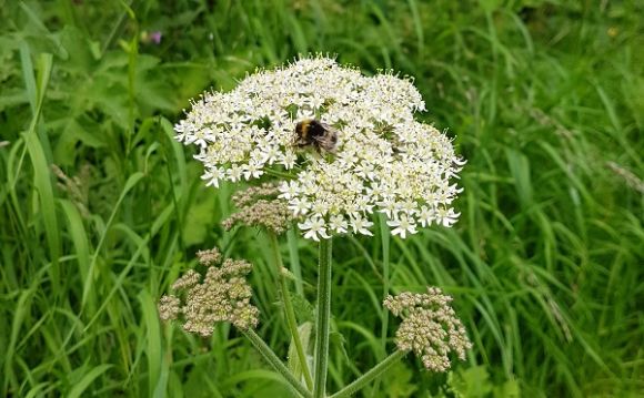 Scottish communities encouraged to keep Scotland blooming beautiful