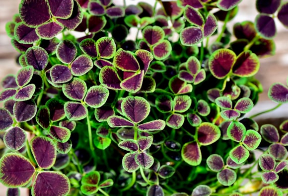 Trifolium repens Atropurpureum - Shutterstock