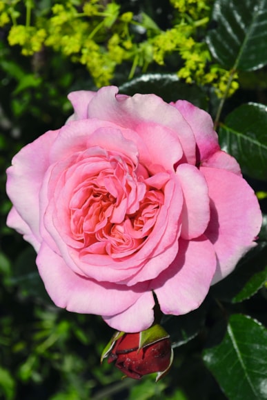 Peter Beales Roses  - Timeless Pink