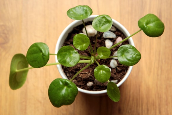 Pilea houseplant