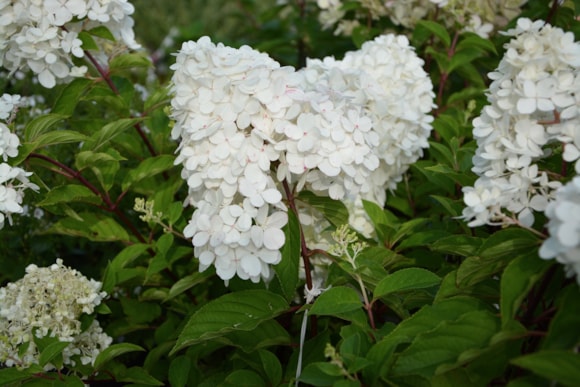 Hydrangea