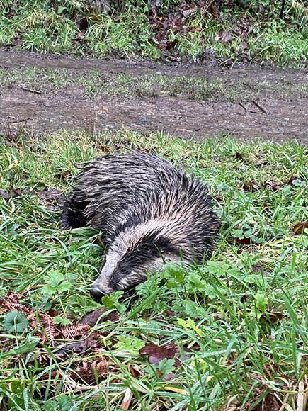 Bryony the badger found at Llys Y Fran Jan 2022 2-2