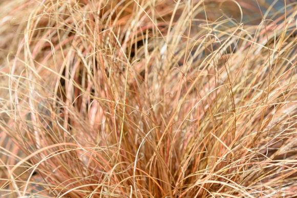 Carex Comans Bronze - Shutterstock