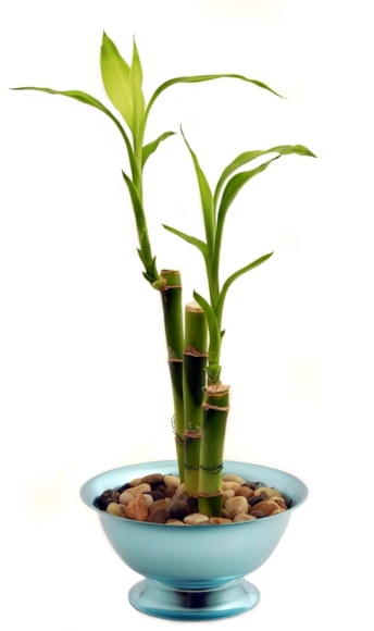 Bamboo houseplant