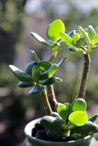 Jade plant
