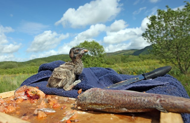 Osprey chicks: An osprey chick is fed by hand by the Dyfi Osprey Project