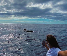 GEN Pilot Whales EXT 27808: Pilot Whales, ORCA Madeira Funchal