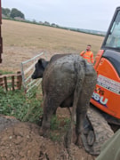 Cow Rescue complete: Cow Rescue complete