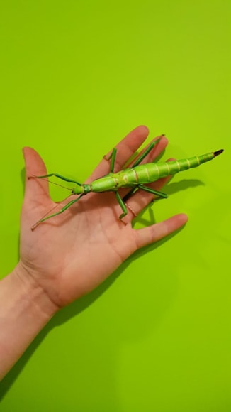 Bug-2