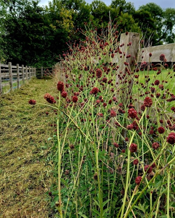 VTL footpath: In the summer, the voluntary footpath rangers often work on cutting back vegetation to improve access, whilst leaving wildflowers at the edge of footpath to benefit biodiversity.