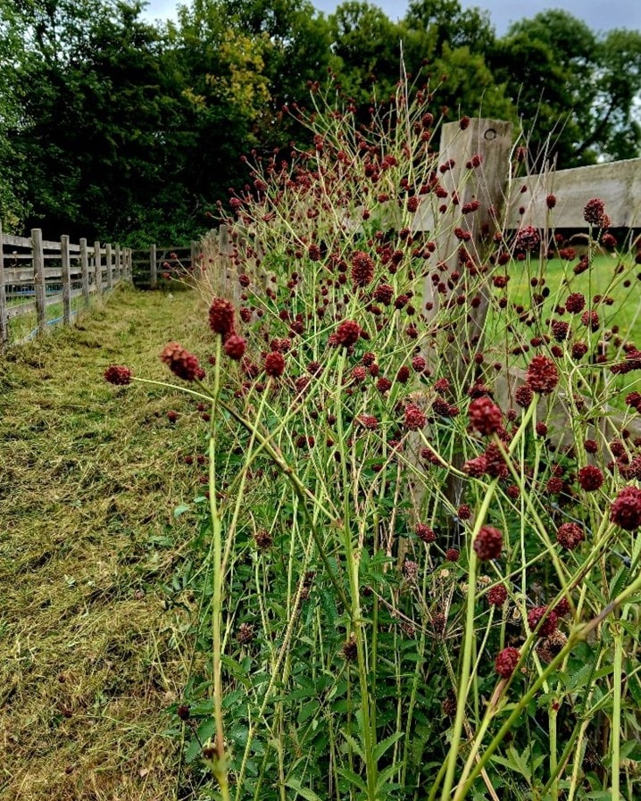 VTL footpath: In the summer, the voluntary footpath rangers often work on cutting back vegetation to improve access, whilst leaving wildflowers at the edge of footpath to benefit biodiversity.