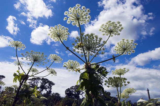 Hogweed-D3891 jpg 3000px - Press release m27241