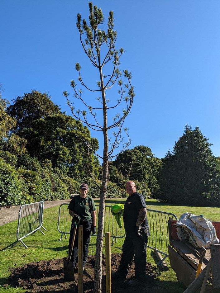 Temple Newsam centenary: A beautiful Corsican Pine tree has been planted on site to replace a magnificent larch tree which finally succumbed to its advancing years and fell in the 1990’s. 
The tree was part-funded by the Friends of Temple Newsam and was blessed by the Bishop Leeds. It has already been grown from a seed and cared for by the same nurseryman for more than 40 years.