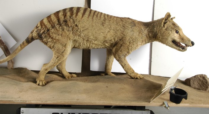 Leeds specimens help solve mystery of Tasmanian tiger’s tale : wolf.jpg