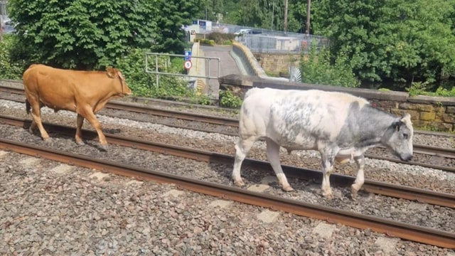 Cows on the line near Mirfield