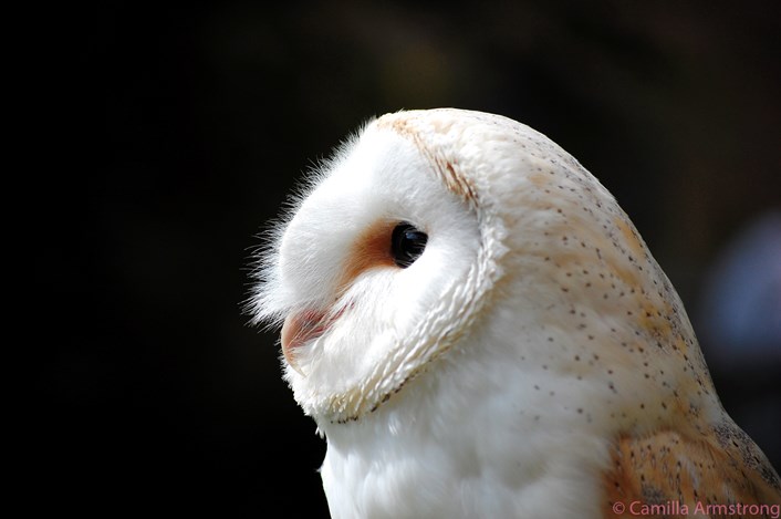 ‘Amazing Animals’ to be celebrated at Home Farm: owl-0021.jpg