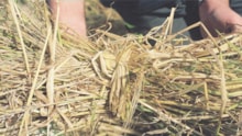 Oat stook tied with a handful of oat straw (c) Frances Simmons / Stùcan coirce air a cheangal le stràbh coirce (c) Frances Simmons: Oat stook tied with a handful of oat straw (c) Frances Simmons / Stùcan coirce air a cheangal le stràbh coirce (c) Frances Simmons