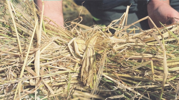 Oat stook tied with a handful of oat straw (c) Frances Simmons / Stùcan coirce air a cheangal le stràbh coirce (c) Frances Simmons