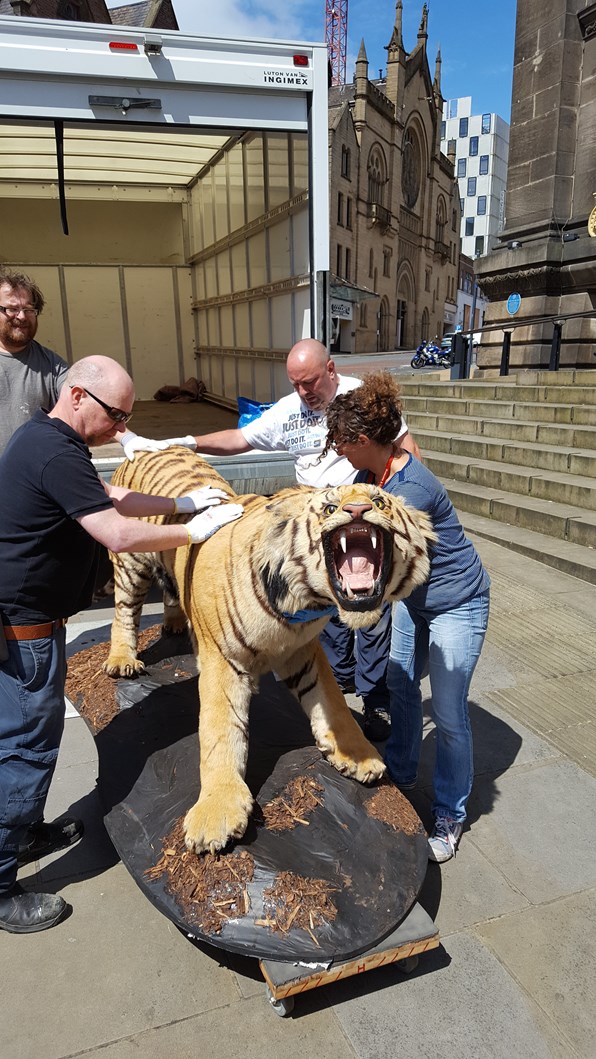 Leeds Tiger takes a trip out as museum protects animal collection: 20160627-143914.jpg