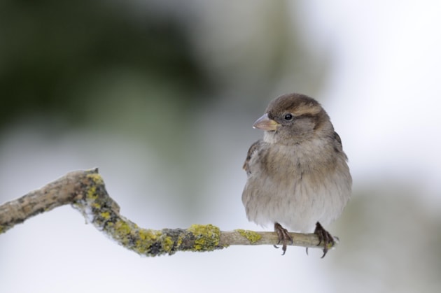 HouseSparrow-D5546 jpg 3000px - Press release m190496