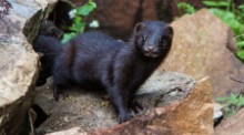 SISI - American mink - free use picture: SISI - American mink - free use picture