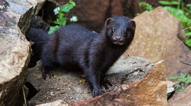 SISI - American mink - free use picture