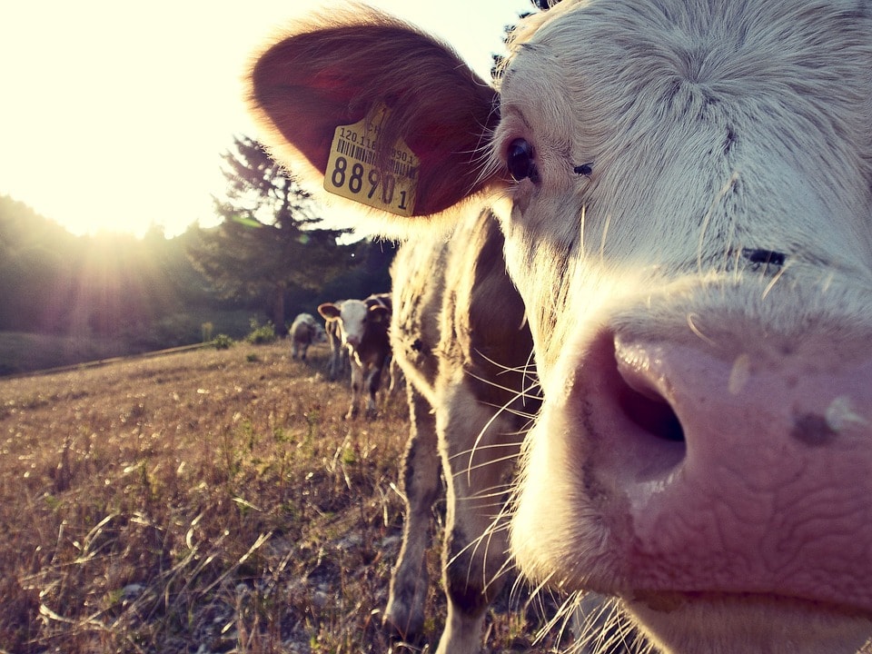 cow-932817 960 720