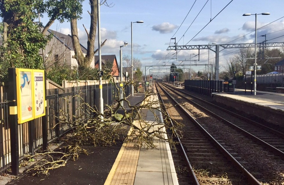 Careless tree-fellers let large branches crash onto railway narrowly missing power lines: Branches on the platform after the main bough was cleared from the tracks at Roby station
