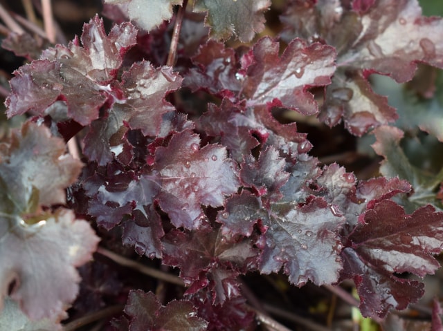 heuchera-Shutterstock