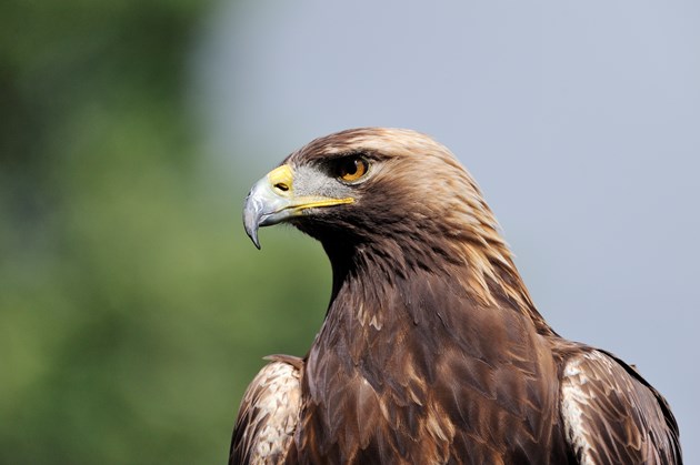 Golden Eagle ©Lorne Gill SNH
