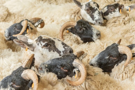 Woolly Weekend at the National Museum of Rural Life.  Photo © Claudia Scandella (9)