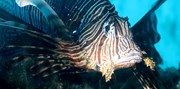 A lionfish off the coast of Cyprus (Credit Marine and Environmental Research (MER) Lab)