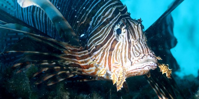 A lionfish off the coast of Cyprus (Credit Marine and Environmental Research (MER) Lab)