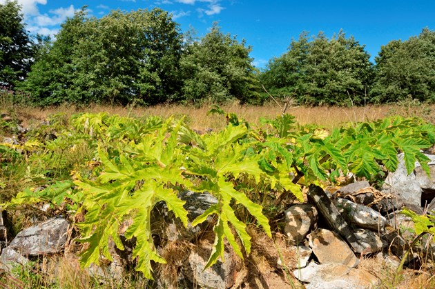 GiantHogweed 2-credit Scottish Natural Heritage