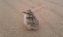 Little Tern chick at Forvie NNR ©Daryl Short/NatureScot