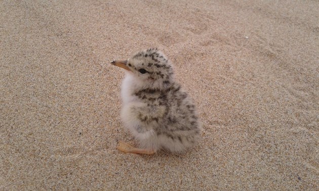 Tern colony success at Forvie despite avian flu: Little Tern chick at Forvie NNR ©Daryl Short/NatureScot