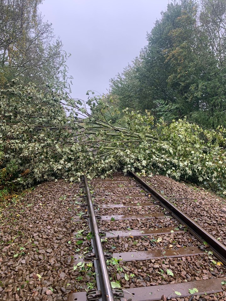 Tree on line at Heighington, Network Rail