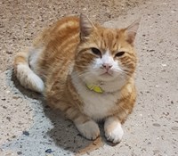 Help Southeastern find 'Tripod' the Gillingham depot cat: Tripod the Gillingham Depot Cat