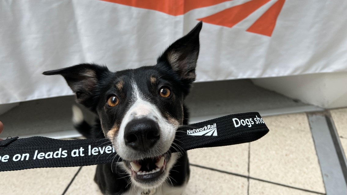 Crufts - Cassie the dog with a Network Rail branded lead