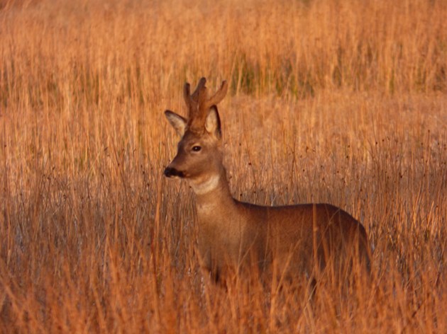 Roe deer have been more visible  © Catriona Reid/SNH