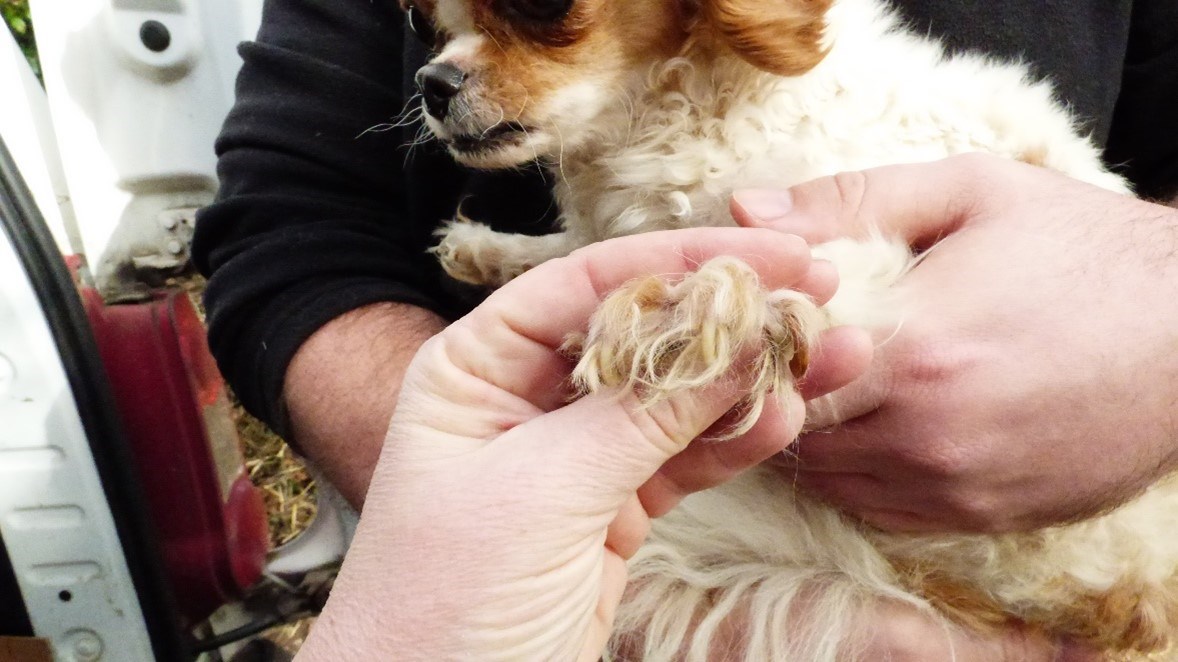Dog 2 - Animal Welfare Case Oct 23