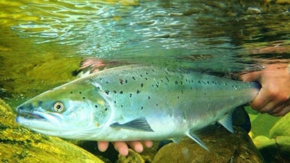 Welsh salmon remain in crisis as new assessment shows all monitored rivers at risk: Jestre Salmon release (002)