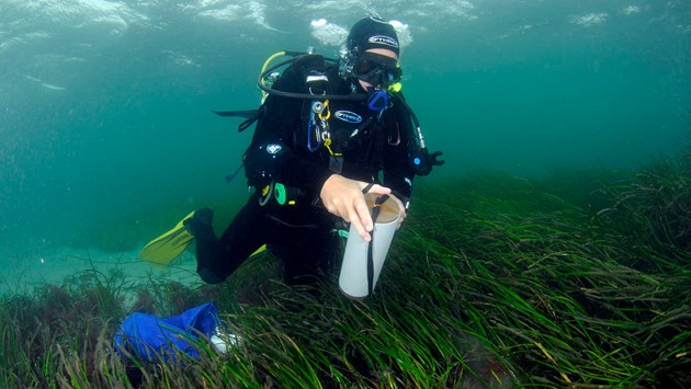 Largest-ever Scottish seagrass planting programme launched by unique partnership: A diver collecting a core sample from a seagrass bed in the Sound of Barra. ©Ben James-NatureScot - Free use with credit