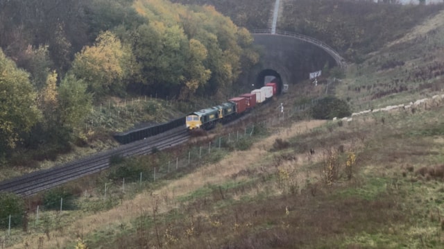Harbury sheep release: Harbury sheep release