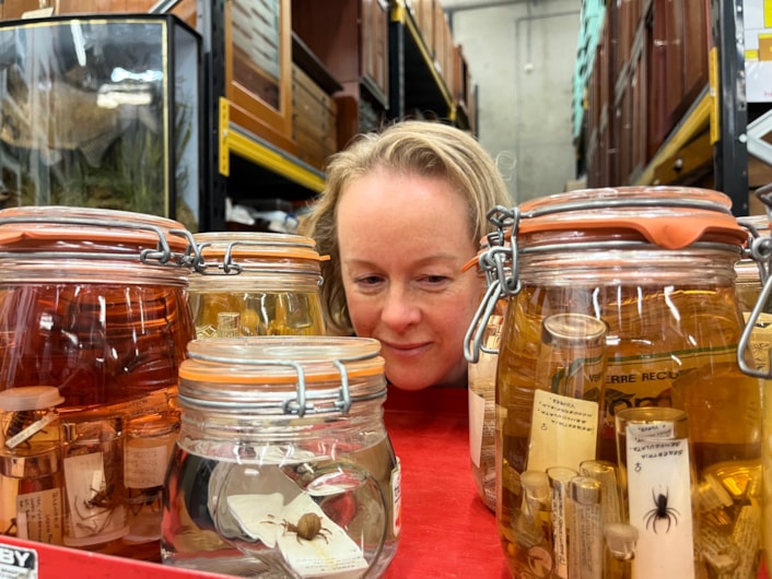 Spiders at Discovery: Curator Clare Brown at the Leeds Discovery Centre with some of its fascinating collection of spiders large and small originating from countries around the world, as well as many examples collected in Yorkshire.
Many of those specimens are preserved in specialised spirit jars filled with powerful ethanol, designed to keep the spiders from drying out and deteriorating over time.