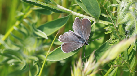 Small blue, the country's smallest butterfly