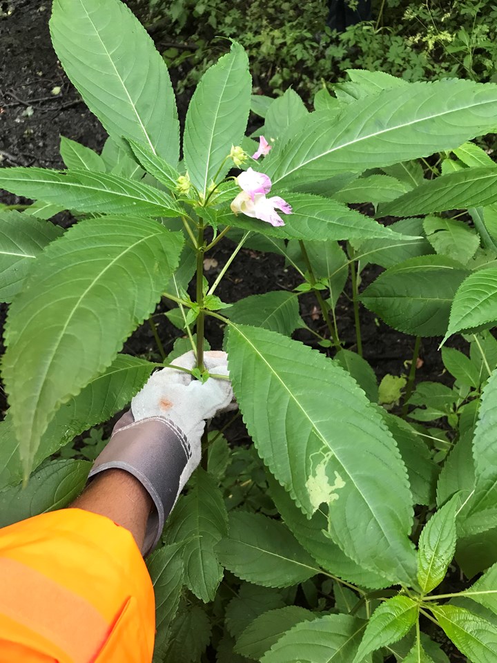 Close up view of invasive plant species Himalayan Balsam
